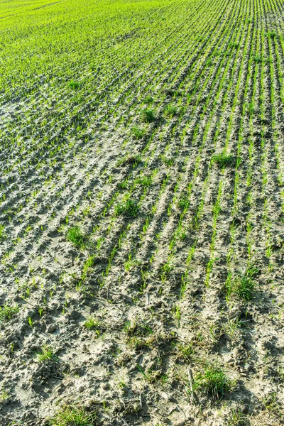 从田里犁地里的一排排湿土中长出来的一株垂直的幼苗 — 图库照片