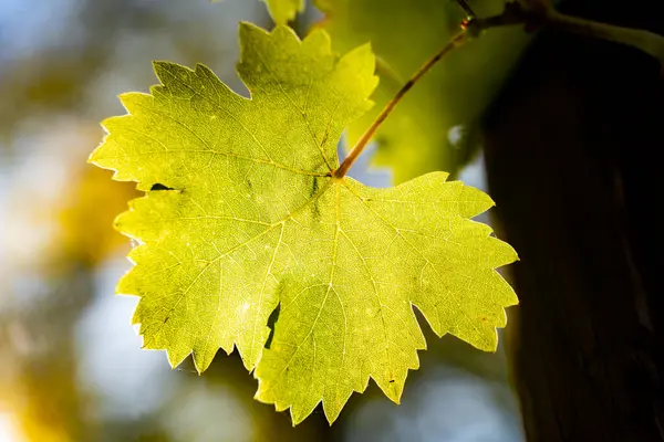 Een Selectieve Focusopname Van Een Fris Groen Blad Het Bos — Stockfoto