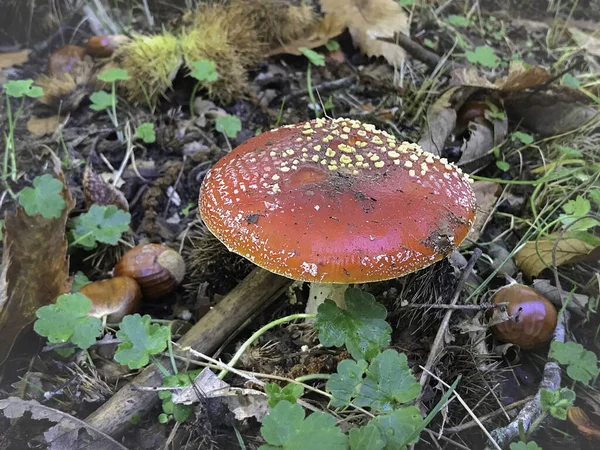 Primer Plano Del Hongo Amanita Muscaria Bosque Hinojosa San Vicente — Foto de Stock