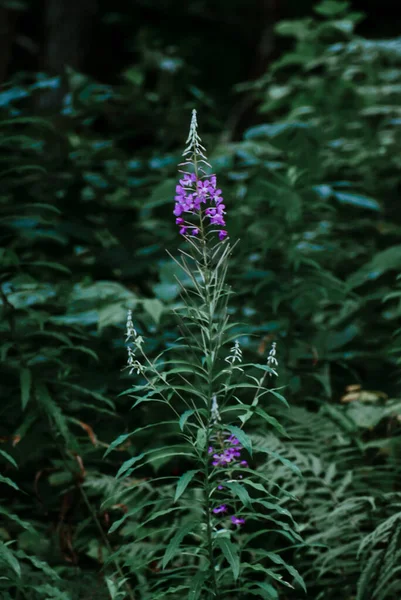 Tiro Vertical Fireweed Crescendo Natureza Selvagem — Fotografia de Stock