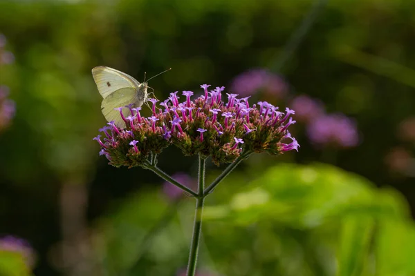 Gros Plan Petit Papillon Blanc Sur Minuscules Fleurs — Photo