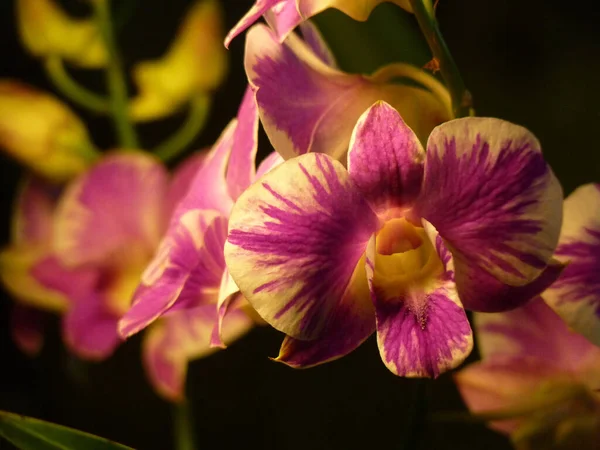 Tiro Closeup Roxo Com Flores Amarelas Orchid Dendrobium Crescidas Jardim — Fotografia de Stock