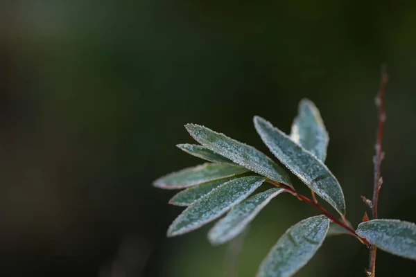 Een Close Selectieve Focus Shot Van Gebladerte Takken — Stockfoto