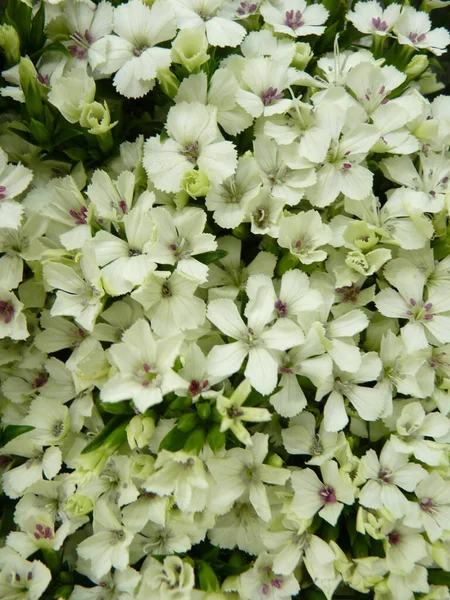 Primer Plano Una Flor Gladiolo Blanco Jardín Día Soleado Primavera — Foto de Stock