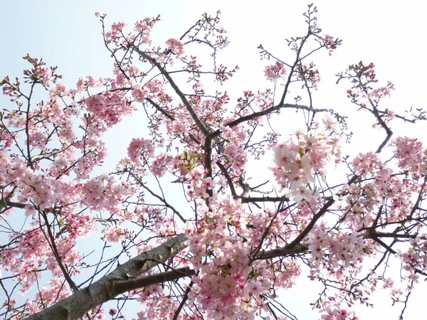 Hermoso Tiro Flores Cerezo Sobre Fondo Cielo — Foto de Stock