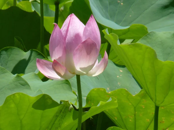 Plan Rapproché Une Fleur Rose Lotus Pleine Floraison Printemps — Photo
