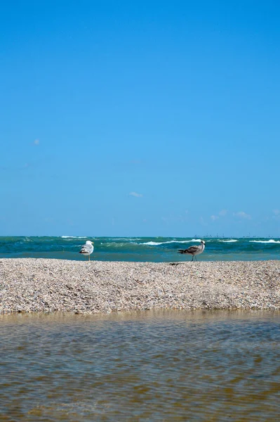 Çakıl Taşlı Plajda Dinlenen Martılar Mavi Gökyüzü Arka Planda Manzarası — Stok fotoğraf