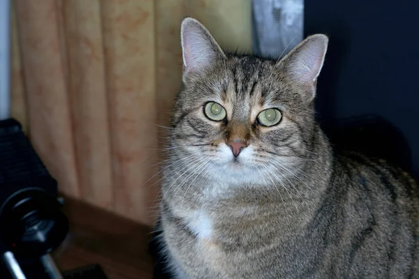 Closeup Shot Gray Cat — Stock Photo, Image