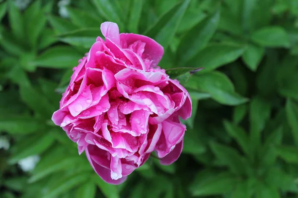 Primer Plano Pión Rosa Delicado Con Gotitas Agua Después Lluvia — Foto de Stock