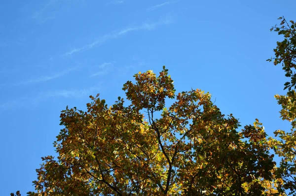 Tiro Ângulo Baixo Das Folhas Douradas Das Árvores Capturadas Dia — Fotografia de Stock