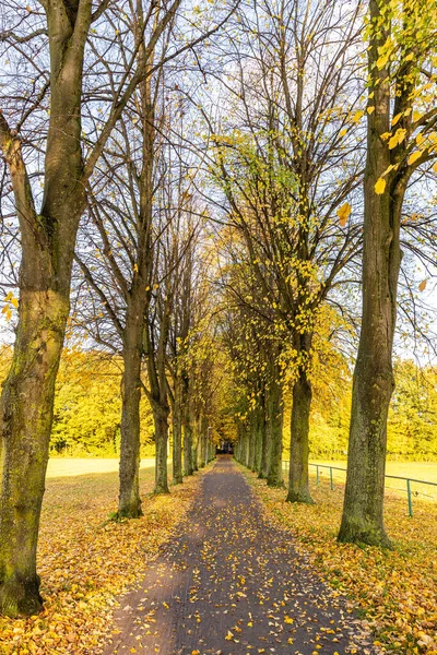 Sendero Rodeado Árboles Dorados Otoño Parque Ideal Para Fondos Pantalla — Foto de Stock