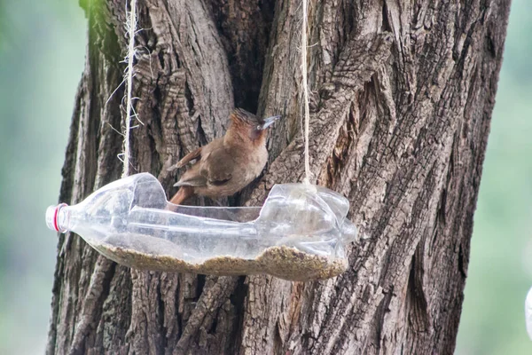 Futterstellen Und Tränken Für Vögel Aus Recycelten Plastikflaschen — Stockfoto