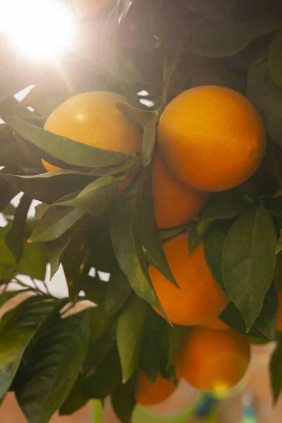 Pionowe Ujęcie Świeżych Pomarańczy Gałęzi — Zdjęcie stockowe