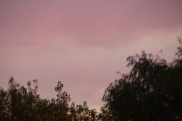Низькокутний Знімок Силуету Дерев Різнокольоровими Хмарами Небі — стокове фото