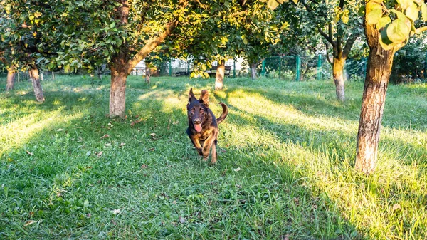 屋外で走っているドイツの羊飼いの犬の美しいショット — ストック写真