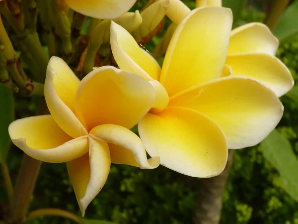 Primer Plano Plumeria Amarilla Embota Creciendo Jardín —  Fotos de Stock