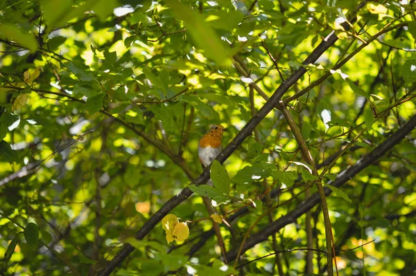 Närbild Robin Förbipasserande Fågel Uppflugen Ett Träd Gren Grönt Lövverk — Stockfoto