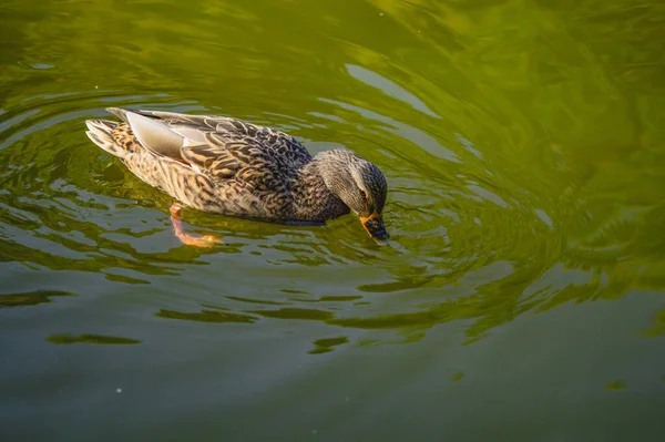 연못에서 수영하는 귀여운 라드의 — 스톡 사진