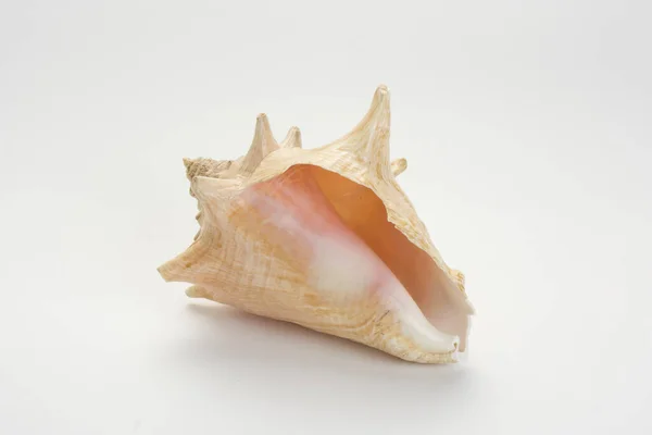Eine Nahaufnahme Einer Schönen Und Exotischen Muschel Auf Weißem Hintergrund — Stockfoto
