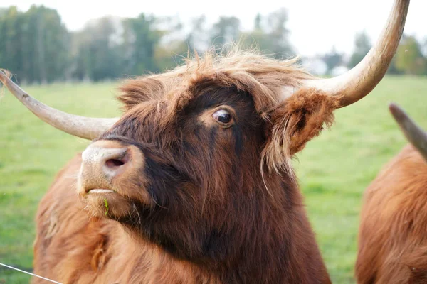 Gros Plan Taureau Écossais Des Hautes Terres Sur Terrain — Photo