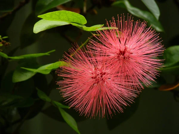 Ein Selektiver Fokus Schoss Zwei Calliandra Blüten Die Einem Botanischen — Stockfoto