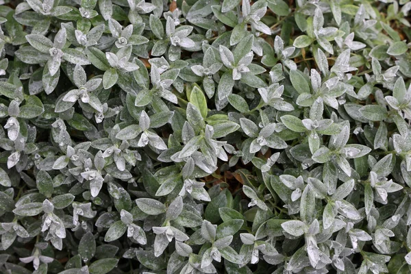 Horní Pohled Zelené Rostliny Pokryté Kapkami Rosy Mrholením — Stock fotografie
