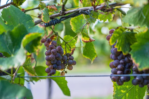 Enfoque Selectivo Maduración Uvas Viñedo — Foto de Stock