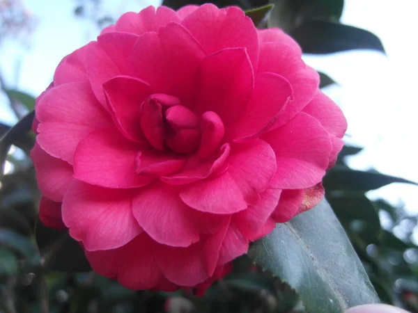 Een Closeup Van Een Rose Camellia Bloem — Stockfoto