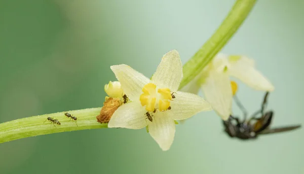 Macrodisparo Insectos Una Flor Pétalo Blanco Sobre Fondo Verde —  Fotos de Stock