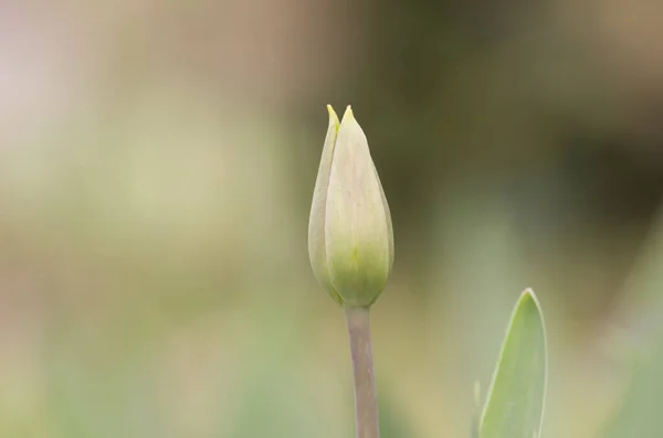 Eine Selektive Fokusaufnahme Einer Ungeblühten Blume — Stockfoto