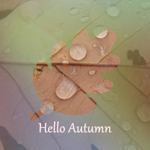 Outline Leaf Hello Autumn Written Dried Leaf Raindrops Background — Stock Photo, Image