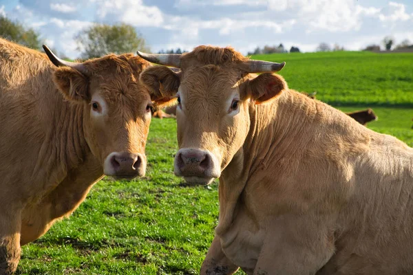 Selective Focus Shot Cows Grazing Meadow — Stock Photo, Image