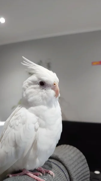 Вертикальний Знімок Білого Папуга Дивані Приміщенні — стокове фото