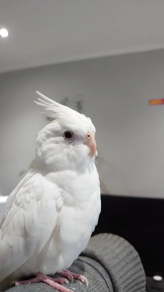 Tiro Vertical Papagaio Branco Cockatiel Sofá Dentro Casa — Fotografia de Stock