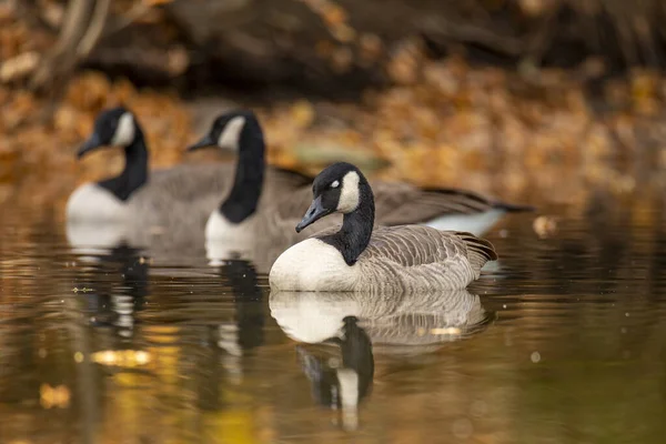 Eine Aufnahme Einer Kanadischen Gänse Die Rand Eines Teiches Schwimmt — Stockfoto