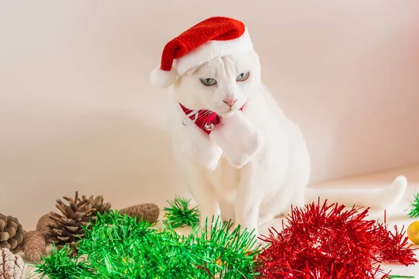 Noel Baba Şapkalı Masa Süsleri Takan Beyaz Bir Kedi Resmi — Stok fotoğraf