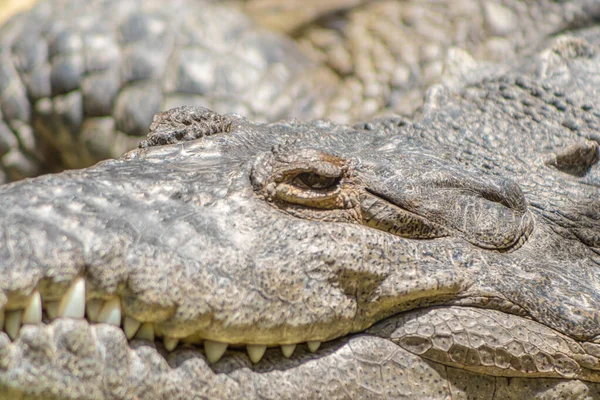Egy Közelkép Egy Krokodilfejről — Stock Fotó