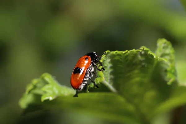 Closeup Shot Ladybird Beetle — Stock Photo, Image