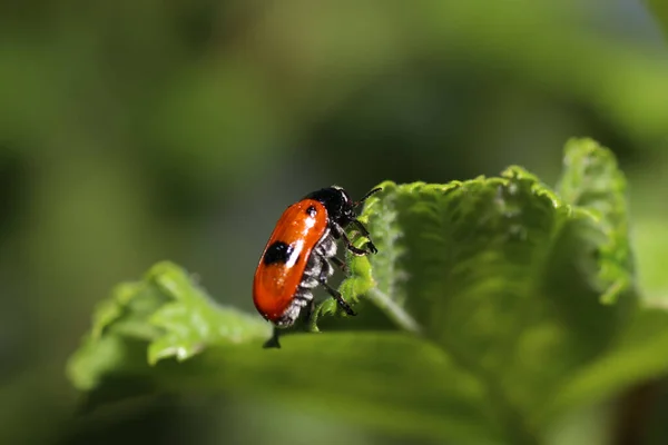 Een Close Shot Van Lieveheersbeestje — Stockfoto