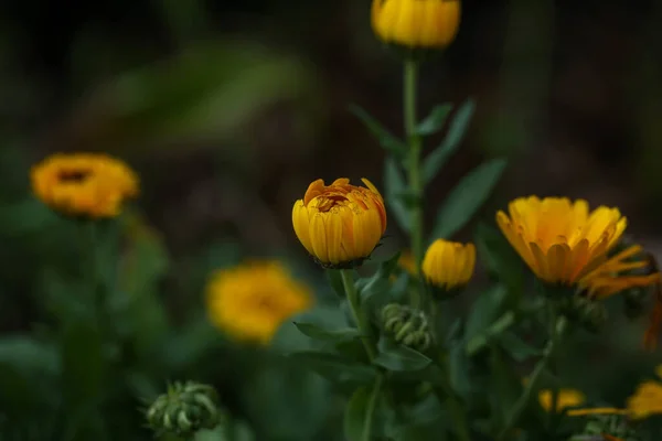 Gros Plan Sélectif Une Fleur Calendula — Photo