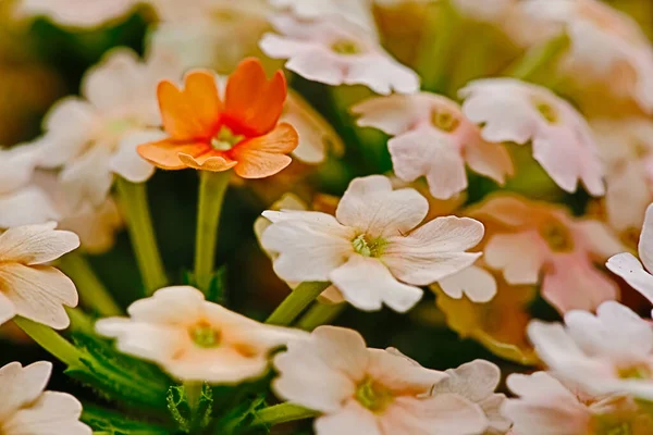 Close Flores Folha Milha Rosa Achillea Sol — Fotografia de Stock