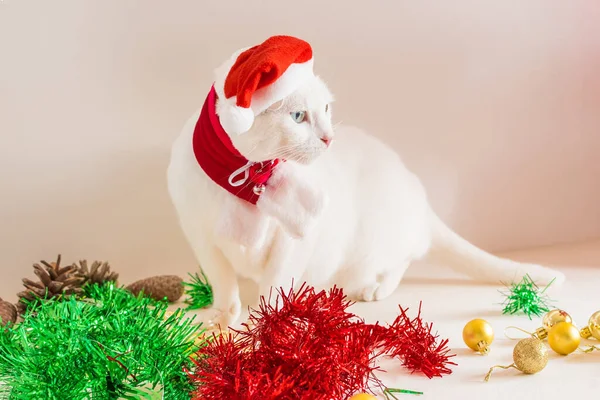 Eine Nahaufnahme Von Weißer Katze Mit Weihnachtsmannmütze Mit Ornamenten Auf — Stockfoto