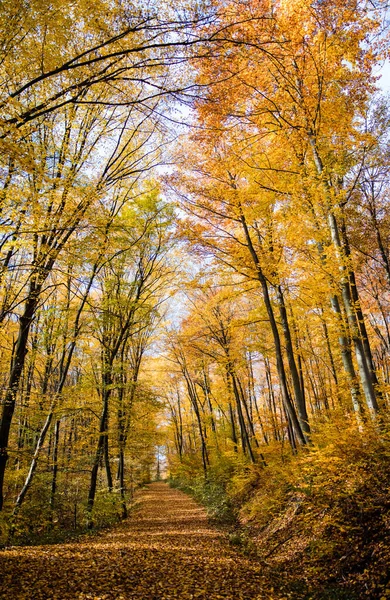 Eine Vertikale Aufnahme Eines Schönen Waldes Herbst — Stockfoto