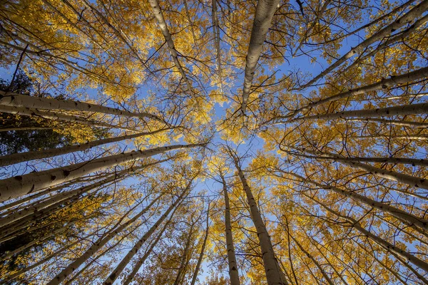 Een Lage Hoek Shot Van Hoge Bomen Een Dicht Woud — Stockfoto