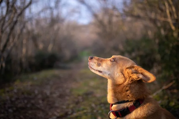 Ένας Σκύλος Κόκκινο Κολάρο Στο Δάσος Κατά Διάρκεια Της Ημέρας — Φωτογραφία Αρχείου