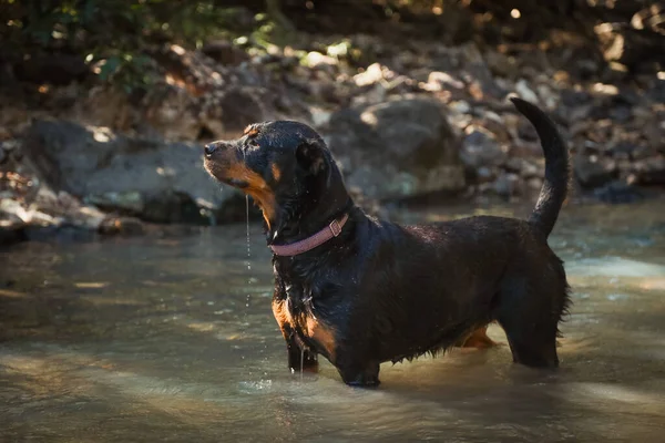 Zbliżenie Psa Rottweiler — Zdjęcie stockowe