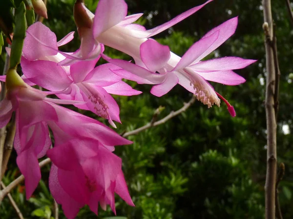 Selective Focus Shot Beautiful Pink Christmas Cactus Flowers Grown Botanical — Stock Photo, Image