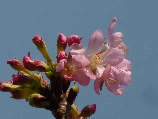 Beau Cliché Fleurs Cerisier Sur Fond Ciel — Photo
