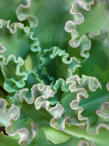 Eine Makroaufnahme Der Grünen Echeveria Pflanze — Stockfoto