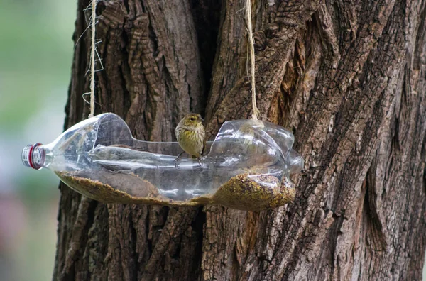 Futterstellen Und Tränken Für Vögel Aus Recycelten Plastikflaschen — Stockfoto